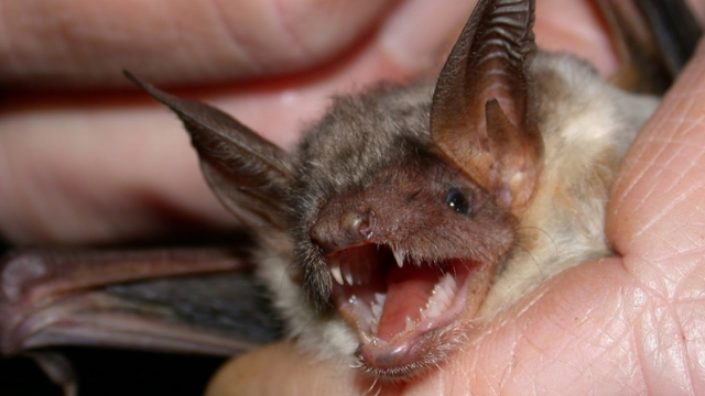 Twilight Bat Removal Limited Liability Company