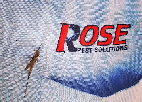 Rose Pest Solutions Grand Rapids