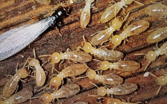 Moerman Pest Control/Michigan Termite Service Inc.