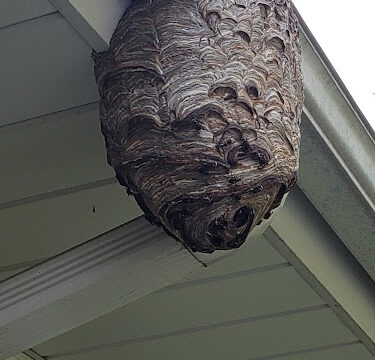 AAA Bees One, Carpenter Bee Service, Hornets and Wasp Nest Removal