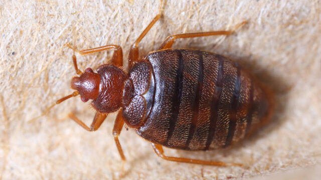 Michigan Bed Bug Treatment & Exterminators- Lansing/Dewitt