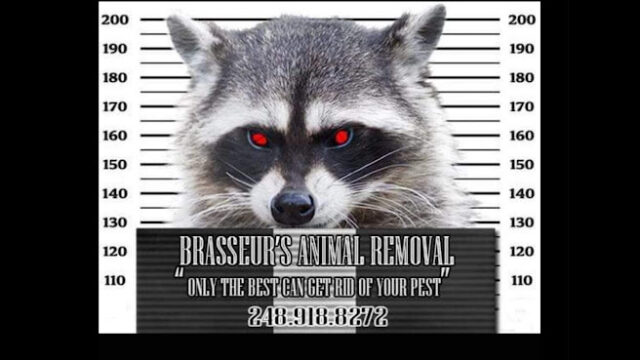 Brasseurs Animal Removal