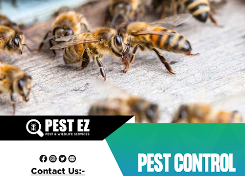 Pest EZ: Exterminator, Pest control service