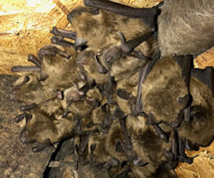 Pro Bat Removal Pest Control & Mouse Trapping Limited Liability Company