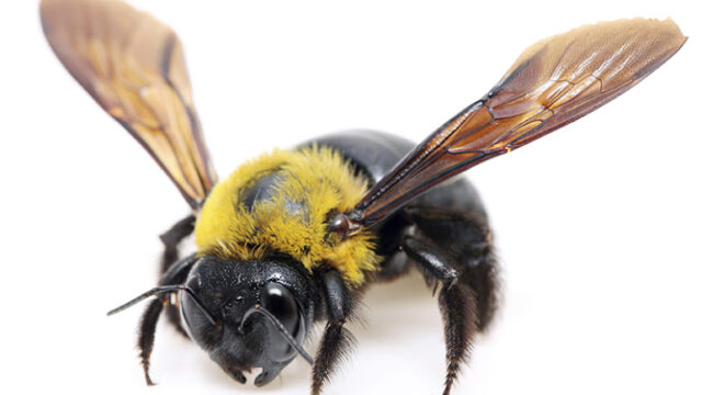 A1 Bee Specialists Bees, Hornets, and Wasp Nest Removal