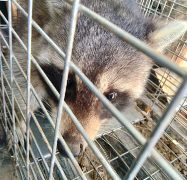 Rockford Wildlife Removal