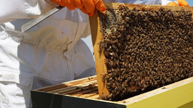 Michigan Free Bee Swarm Removal