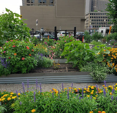 The Greening of Detroit