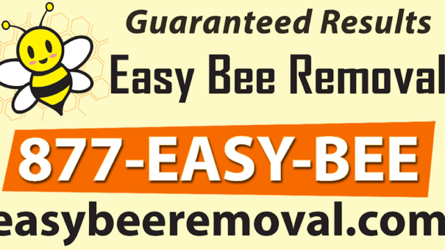 Easy Bee Removal