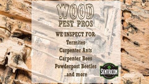 Wood Pest Pros