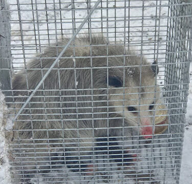 Lansing Squirrel Removal & Raccoon Control